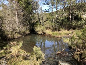 El Sonsaz en el Prado de la Tía