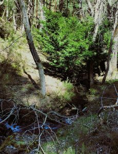 Tejo junto al Sonsaz