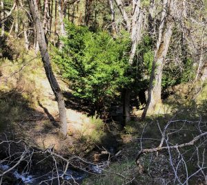 Tejo junto al Sonsaz