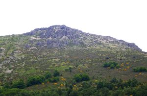 Los castaños de la Cuesta